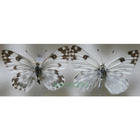 Pontia edusa (Fabricius, 1777) pair Bielinek rukiewnik Czech46f